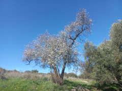 שקד מצוי - צילום של Iddo_3270859 - למטייל בישראל (טיולי) 3