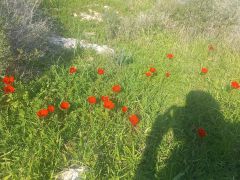 כלנית מצויה - צילום של Iddo_3270859 - למטייל בישראל (טיולי) 3