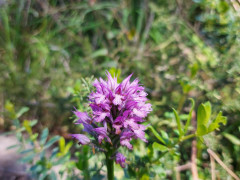סחלב שלוש השיניים - צילום של flowerlover - למטייל בישראל (טיולי) 2