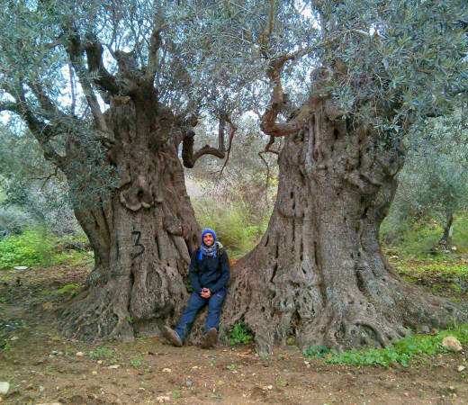 תמונה של יערות בישראל: אלו הם 9 היערות שכל ישראלי חייב להכיר - למטייל בישראל (טיולי)