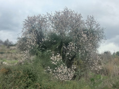 שקד מצוי - צילום של Iddo_3270859 - למטייל בישראל (טיולי)
