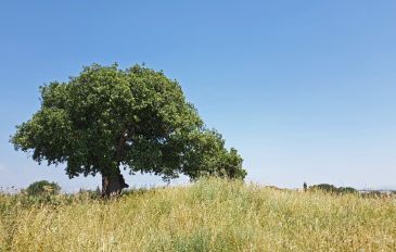 האלון הבודד: פרדס חנה כרכור (3)