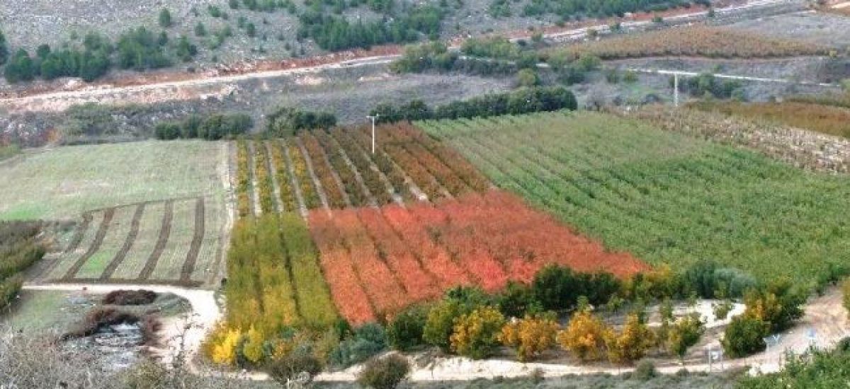 מראה השלכת בתל אבל בית מעכה - תל אבל בית מעכה (1)