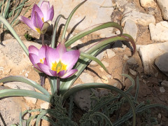 צבעוני החרמון - צילום של אלחי47 - למטייל בישראל (טיולי) 2