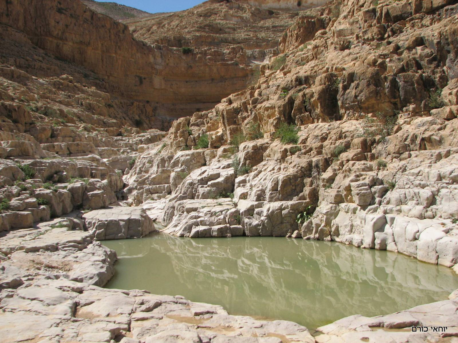 גב קינה. צילום: יוחאי כורם