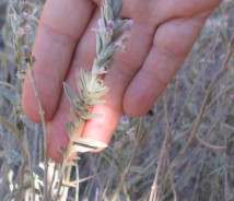 תמונת של אשבל מצרי
