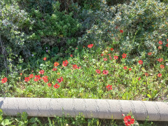 נורית אסיה - צילום של Iddo_3270859 - למטייל בישראל (טיולי) 5