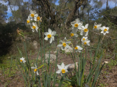 נרקיס מצוי - צילום של Iddo_3270859 - למטייל בישראל (טיולי) 2