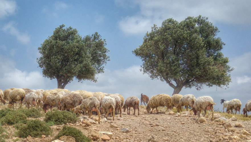 הכבשים של יער חרובית. צילום: איתמר ברק