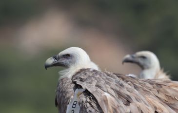 חוגגים את מלך העופות: רשות הטבע והגנים עם פעילויות לחודש הנשרים (2)