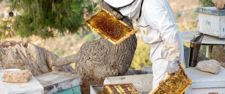 מרכז מבקרים הכוורת: חוויה מתוקה לכל המשפחה ליד הבית (1)
