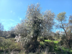 שקד מצוי - צילום של Iddo_3270859 - למטייל בישראל (טיולי)
