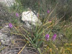 בן-חצב יקינתוני - צילום של Iddo_3270859 - למטייל בישראל (טיולי) 5