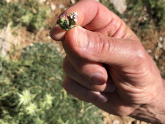 ורוניקה אפרפרה - צילום של אלחי47 - למטייל בישראל (טיולי)