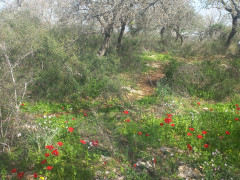 רקפת מצויה - צילום של Iddo_3270859 - למטייל בישראל (טיולי) 3