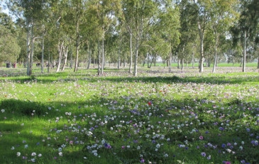 כלניות במנחת מגידו (2)