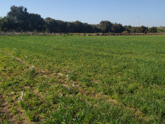 נרקיס מצוי - צילום של Shon_3699643 - למטייל בישראל (טיולי) 6