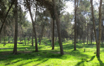 יער קולה - לתשומת לב המטיילים: קק