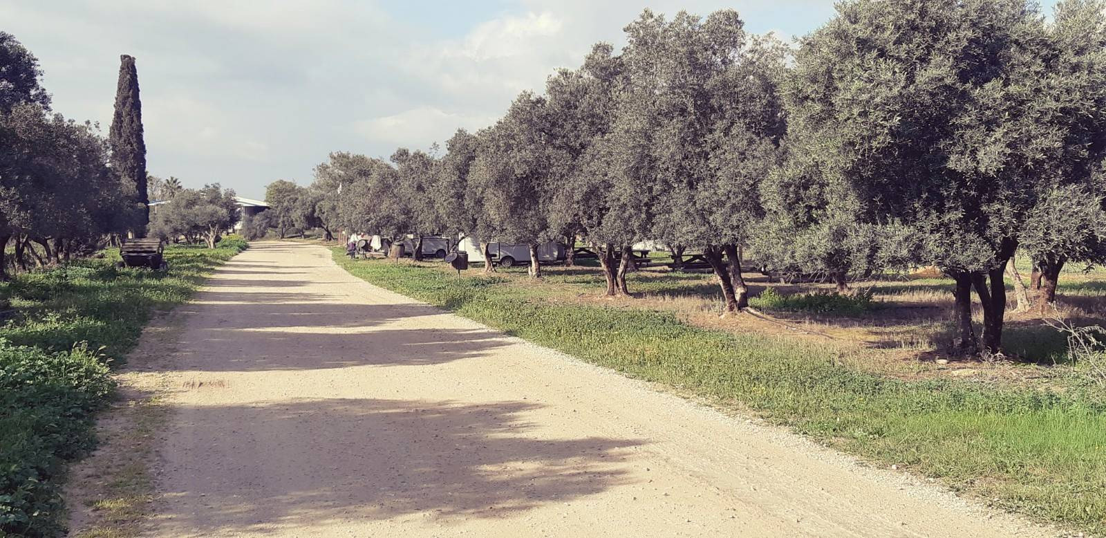 חניון קראוונים בין עצי הזית | צילום: חאן נעמא