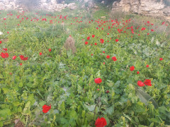 כלנית מצויה - צילום של Iddo_3270859 - למטייל בישראל (טיולי) 4