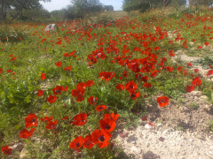 כלנית מצויה - צילום של Iddo_3270859 - למטייל בישראל (טיולי) 2