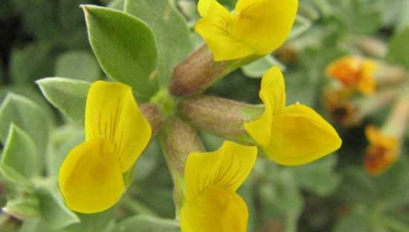 לוטוס מכסיף (1)