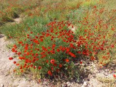 פרג אגסי - צילום של Iddo_3270859 - למטייל בישראל (טיולי) 12