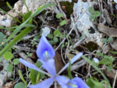 אירוס הסרגל - צילום של אלחי47 - למטייל בישראל (טיולי) 2