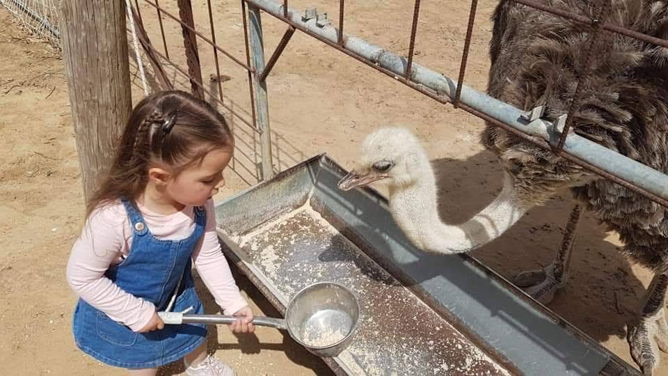 האכלתם פעם יען? צילום: חוות אל היען