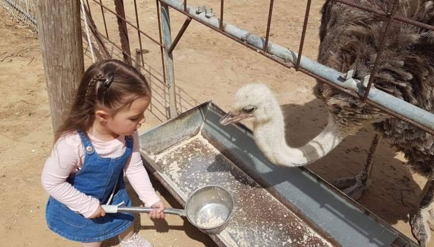 האכלתם פעם יען? צילום: חוות אל היען