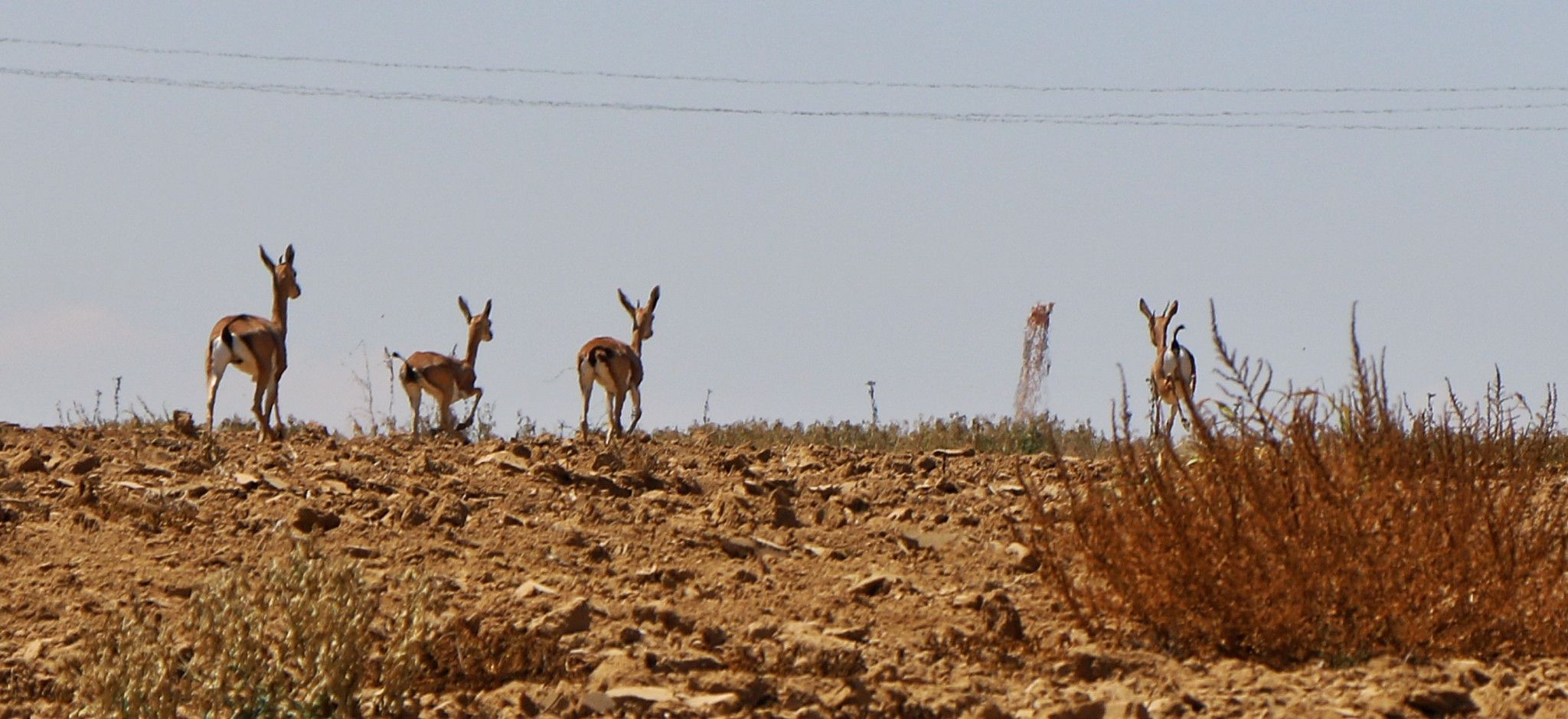 צבאים בשמורת הטבע בארי | צילום: יניב כהן / רשות הטבע והגנים