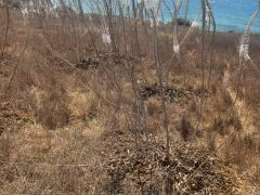 חצב מצוי - צילום של Iddo_3270859 - למטייל בישראל (טיולי) 10