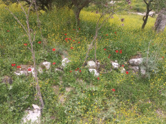 נורית אסיה - צילום של Iddo_3270859 - למטייל בישראל (טיולי) 3