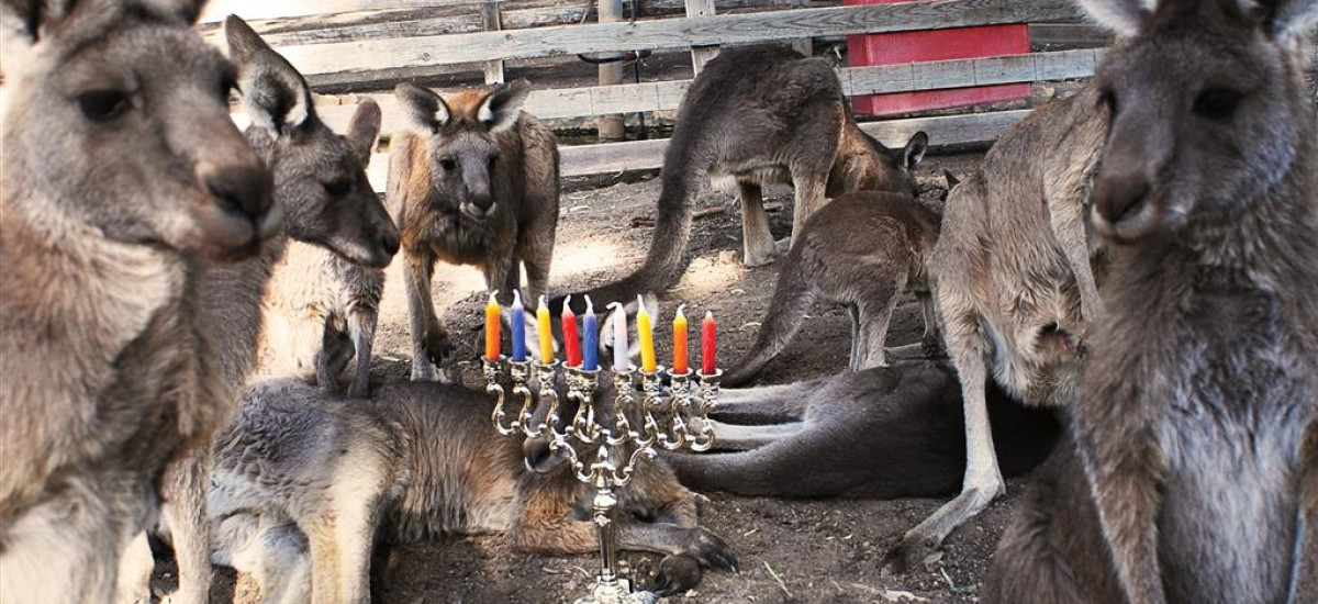 חנוכה בגן גורו ובפארק המעיינות (1)
