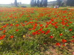 כלנית מצויה - צילום של Iddo_3270859 - למטייל בישראל (טיולי) 2
