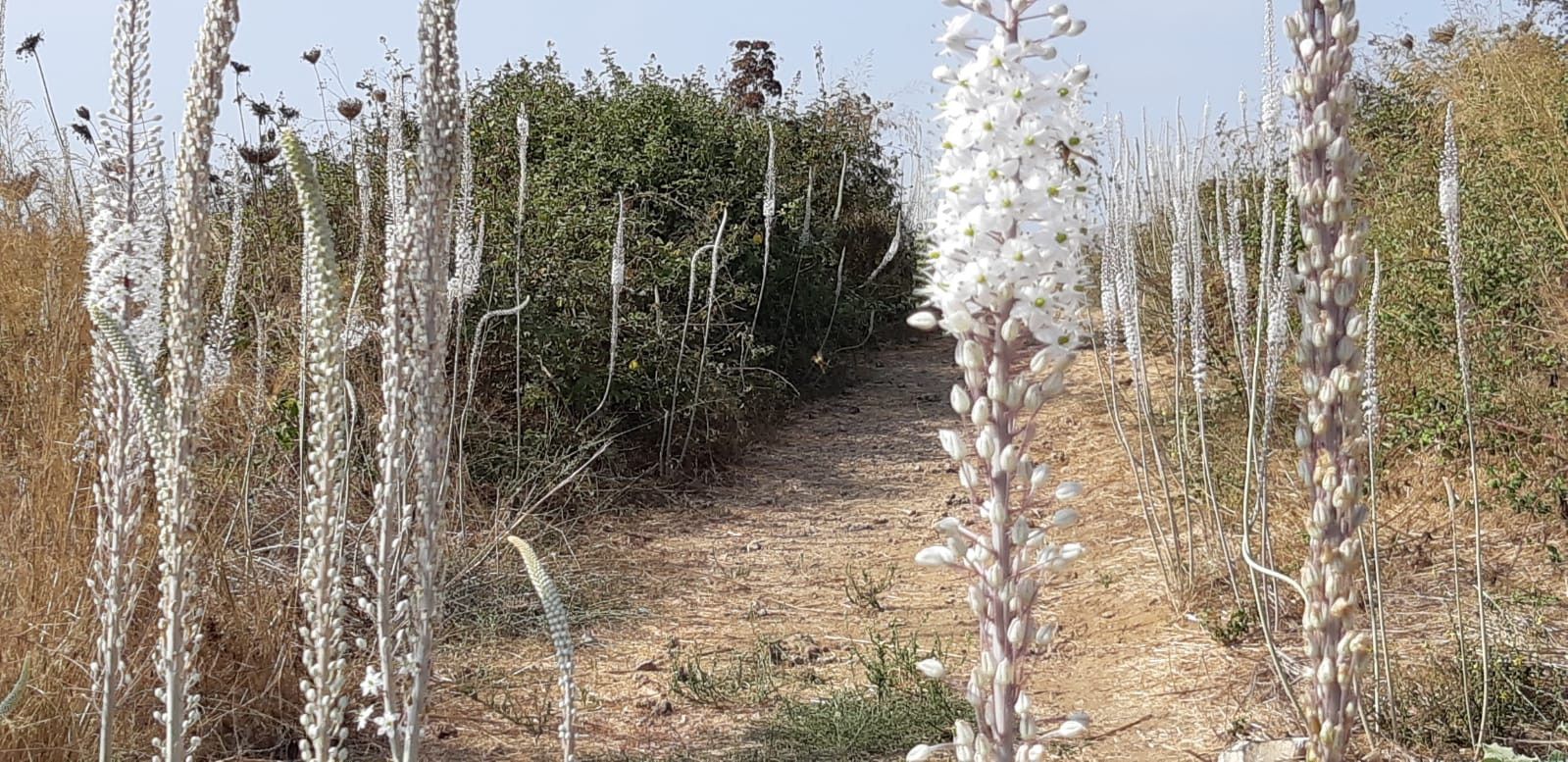 שביל החצבים בתל אפק | צילום: אדר סטולרו מליחי, רשות הטבע והגנים