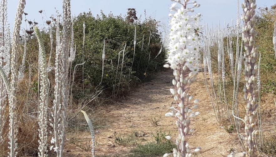 שביל החצבים בתל אפק | צילום: אדר סטולרו מליחי, רשות הטבע והגנים