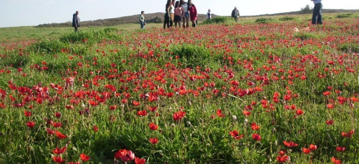 כלניות-סיור מומחז בעקבות שושנה דמארי (1)