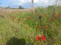 כלנית מצויה - צילום של Iddo_3270859 - למטייל בישראל (טיולי) 2