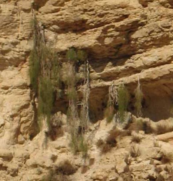 תמונה של סהרון משתלשל - למטייל בישראל (טיולי)