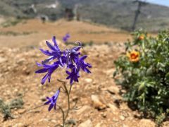 כחלית ההרים - צילום של אלחי47 - למטייל בישראל (טיולי) 2
