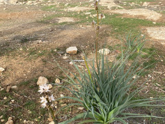 עירית גדולה - צילום של חנן - 4135815 - למטייל בישראל (טיולי)