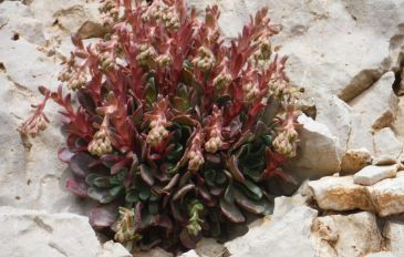 שושנתית הלבנון (3)