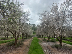 שקד מצוי - צילום של Iddo_3270859 - למטייל בישראל (טיולי) 2