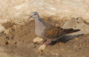 תור מצוי (3)