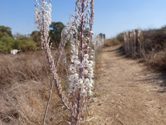 חצב מצוי - צילום של אוהבת הארץ - למטייל בישראל (טיולי) 2