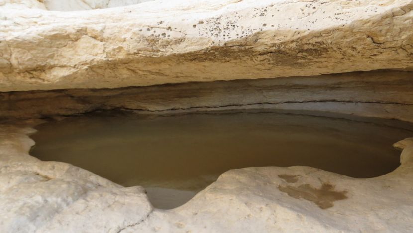 גב זרחן (1)