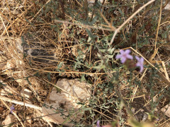 עופרית אירופית - צילום של אלחי47 - למטייל בישראל (טיולי) 2