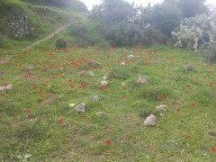 כלנית מצויה - צילום של Iddo_3270859 - למטייל בישראל (טיולי)