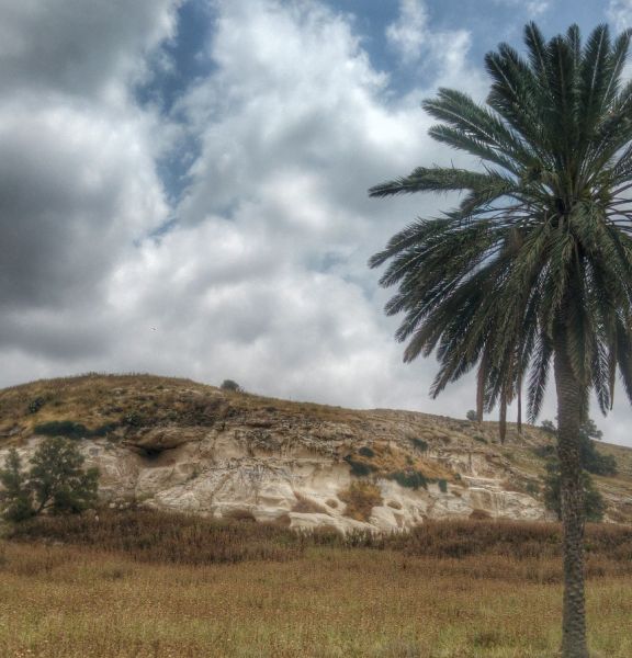 תמונה של יער חרובית ותל צפית - למטייל בישראל (טיולי)